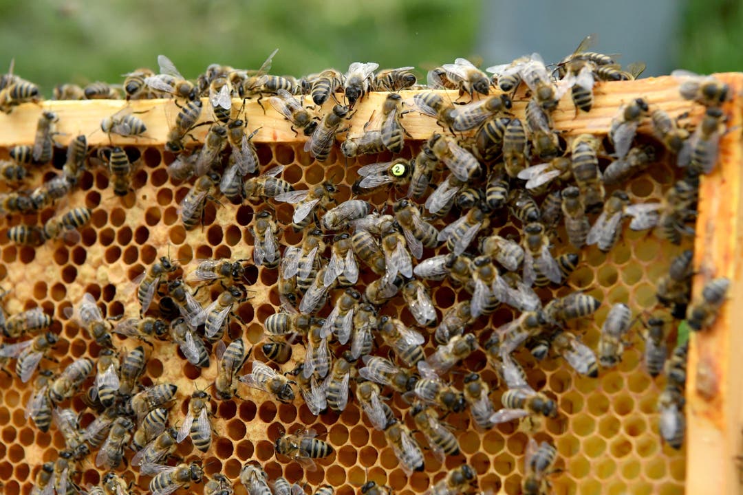 Bienenvolk mit Königin (gelber Punkt)