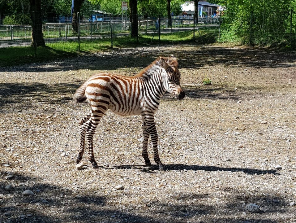 Im Tierpark «Seeteufel» in Studen BE gab es Zebra-Nachwuchs