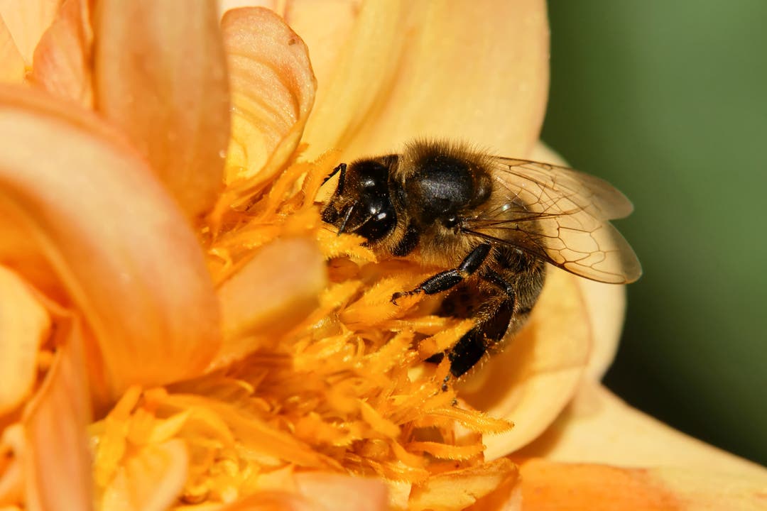 undefined Bienen nutzen noch jede Gelegenheit, Pollen zu holen
