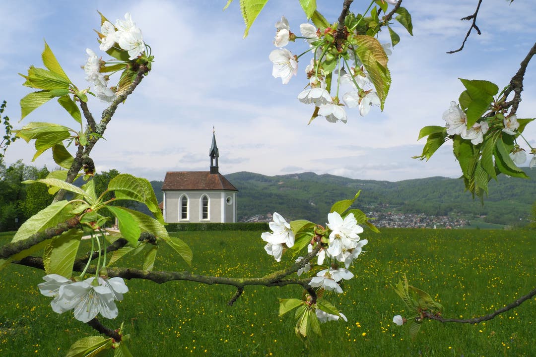 Kirschenblüte auf der Allmend in Kappel mit Bornkapelle.