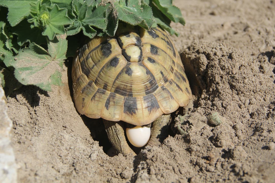 undefined Griechische Landschildkröte platziert ihr viertes Ei in die Eigrube