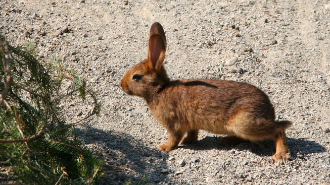 Die Kaninchen im Wildpark Roggenhausen haben schon mit der Vorbereitung für die wärmere Jahreszeit begonnen. (Archiv)