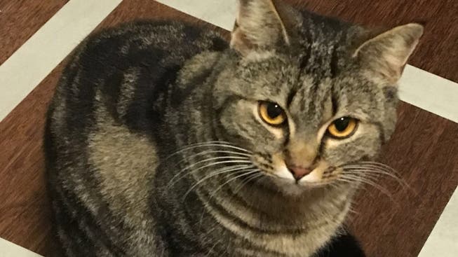 Ein Foto, auf dem der Kopf und Augen der Katze gut zu sehen sind, genügt. Damit könne sie Kontakt aufnehmen, sagt Tierkommunikatorin Trudi Binz.