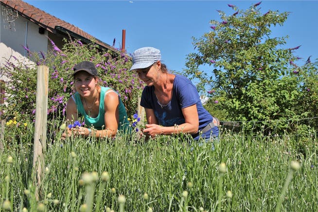 Olivia Oeschger (links) und Tanya van der Laan schneiden auf dem Altfeld Kornblumen aus. Die Pflanzen sind nach Plan gewachsen, nur ein Hagelsturm könnte das blau-weisse Jugendfest noch gefährden. (Janine Gloor)