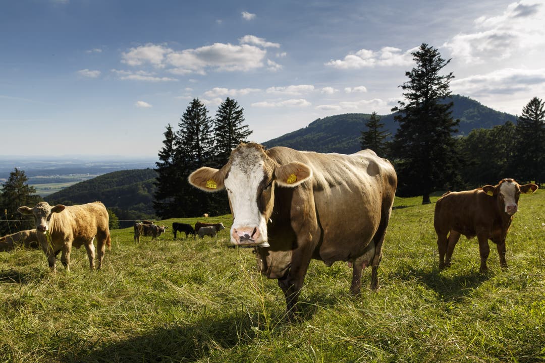 Die Tiere kommen von 22 verschiedenen Bauern aus den Regionen Bern, Luzern und Zug.