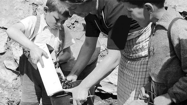 Kinder trugen kesselweise landauf, landab die Käfer zusammen. Symbolbild aus dem Jahre 1949.
