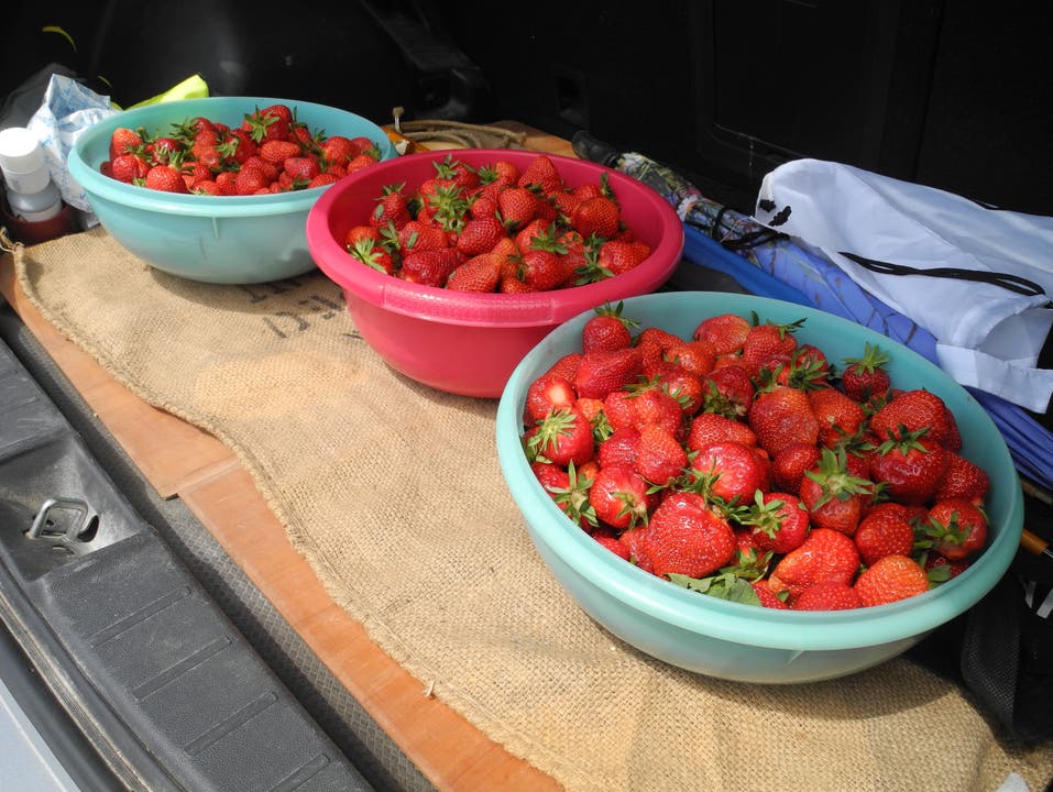 Diese Erdbeeren müssen noch am selben Tag gegessen oder verarbeitet werden.