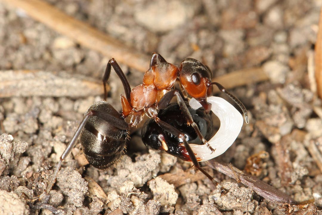 Ameise Die nährstoffreichen Anhängsel der Lerchenspornsamen sind die Leibspeise der Ameisen. Da sie die Delikatesse erst auf dem Weg ins Nest vom Samen abtrennen, verbreiten die Ameisen den Lerchensporn in alle Himmelsrichtungen.
