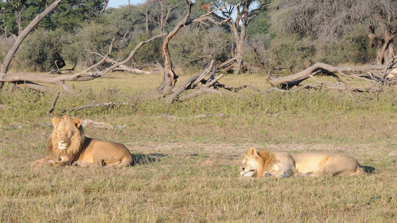 Impressionen aus dem Hwange-Nationalpark. Löwen geniessen frühmorgens die Sonne.