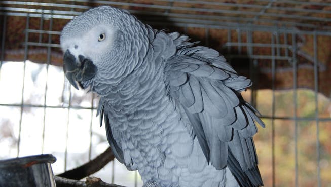 Ein Papagei hat es geschafft, per Sprachfernbedienung eine Bestellung bei Amazon aufzugeben. Ob er Vogelfutter bestellte, ist nicht bekannt. (Symbolbild)