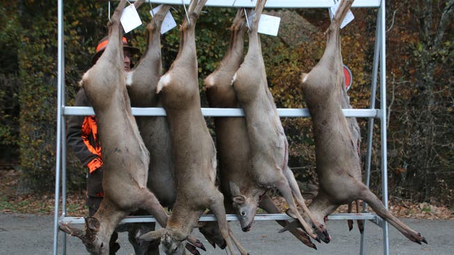 Innert Wochenfrist sind tote Wildtiere der Jagdverwaltung zu melden.