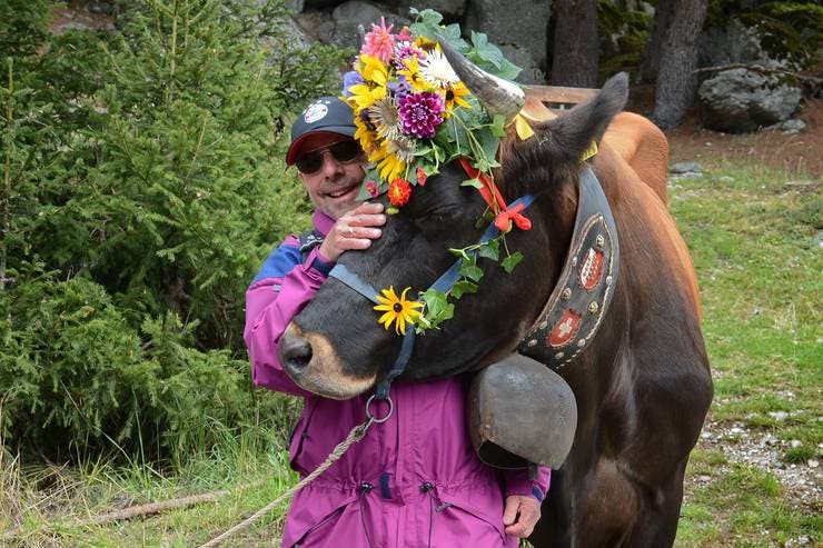 Schöne Kuh (und Mann) in Naters Jolanta Bopp