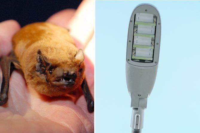 So gibt es heute zum Beispiel auch spezielle tierfreundliche Bat-Lamps (Fledermaus-Lampen) aus den Niederlanden. Denn die meisten Fledermausarten weichen gewöhnlichen LED-Leuchten aus. Mit dem warmen Licht der Fledermaus-Lampen haben sie dagegen kein Problem.