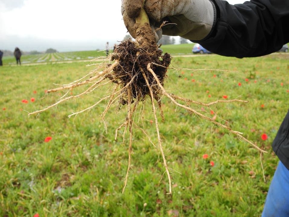  Laut Bauer Dietschi lockert das Wurzelwerk der Pflanzen den Boden sehr gut auf - später können auf diesem Feld Raps und Gersten besser wachsen, und der Boden kann sich so besser von Pilzbefall erholen.
