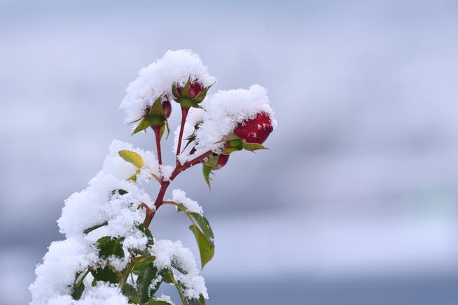Rosen und mediterrane Pflanzen sind besonders kälteempfindlich.