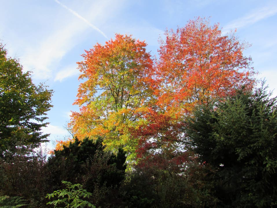 undefined So schöne Herbstfarben,wie lange noch ?