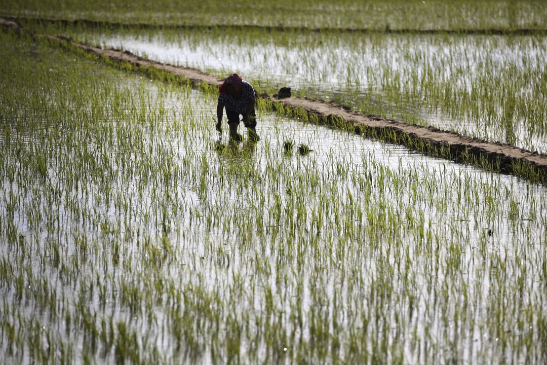 Alltag in Nordkorea - Impressionen Ein Bauer in einem Reisfeld.