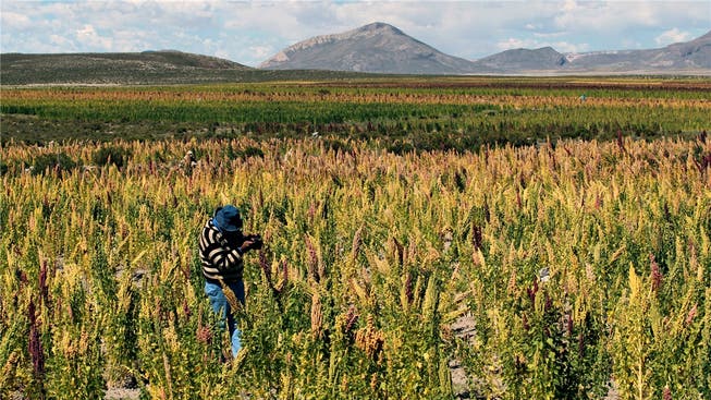 Bauern in Bolivien profitieren derzeit noch vom Anbau des Inkakorns. Das bleibt vielleicht nicht immer so.