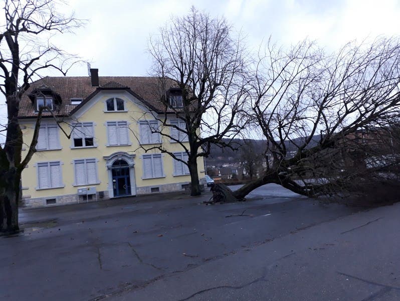 In Full-Reuenthal hat "Burglind" die Linde beim Schulhaus gefällt. Sie galt hier als ein Wahrzeichen. Foto: René Kälin