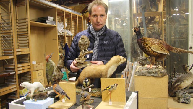 14 Tierpräparate von Vögeln und Kleinsäugern, ähnlich wie hier im Bild, fehlen nun Andreas Schäfer im Depot des Naturmuseums.