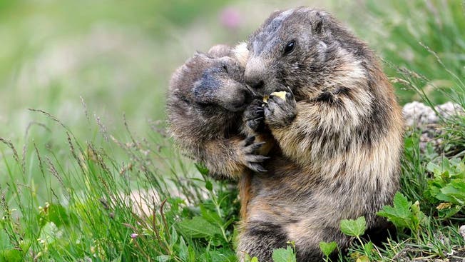 Tapfere Murmeltiere betteln bei den Besuchern des Rhonegletschers. Die Schweiz tut sich schwer, ihren Lebensraum, die Natur, zu schützen.