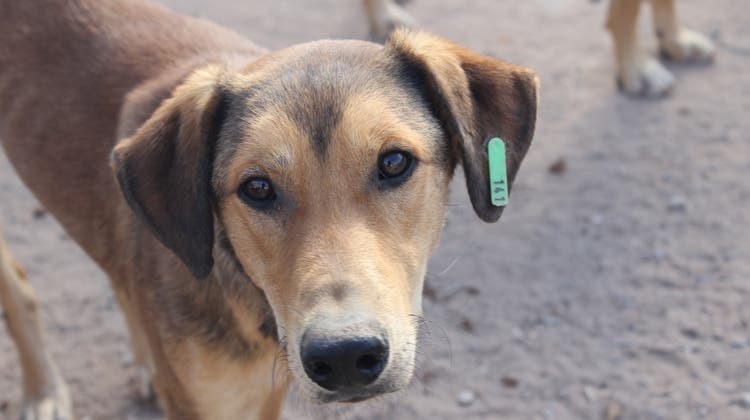 Ohrmarke schützt vor Schrotflinte nicht: Marokko erschiesst Hunde aus Limmattaler Impfprogramm