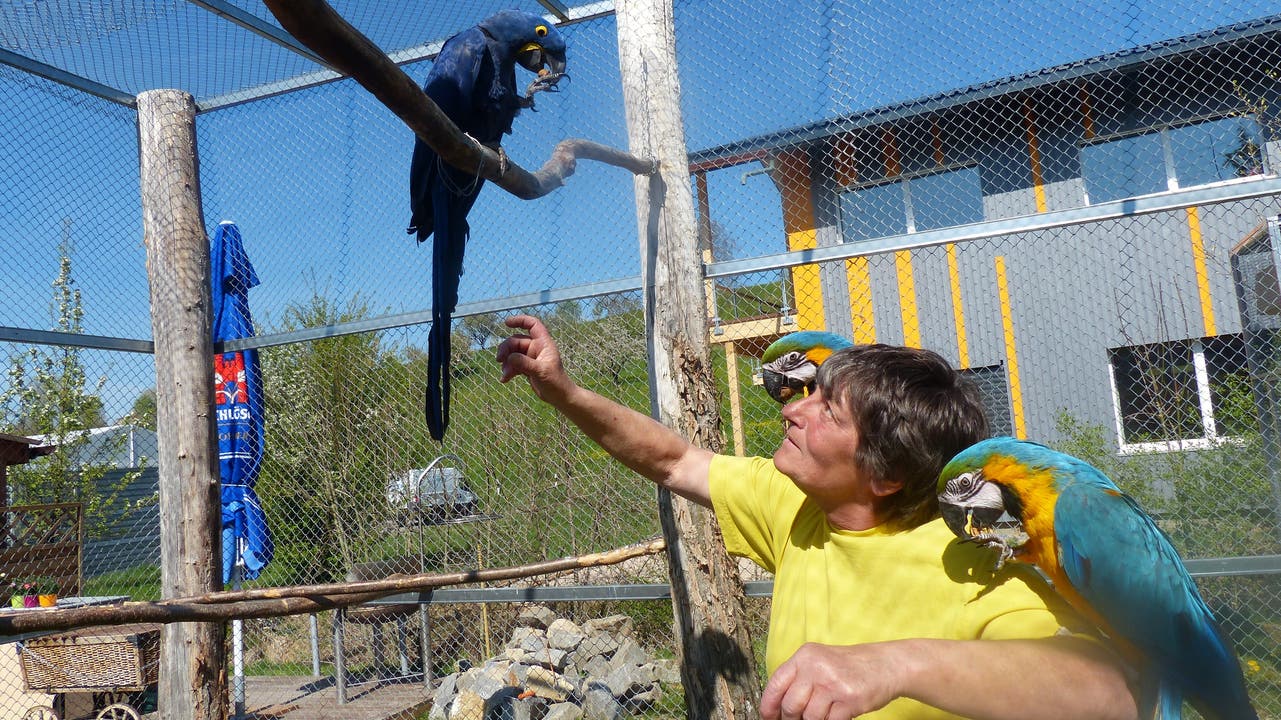  Tierpflegerin Heike Heuser und ihre Papageien im Vogelpark Ambigua in Zeihen.