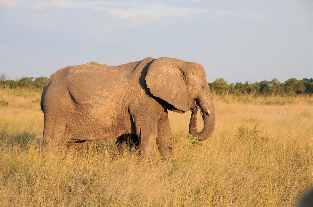  Im Hwange-Nationalpark leben 45'000 Elefanten.