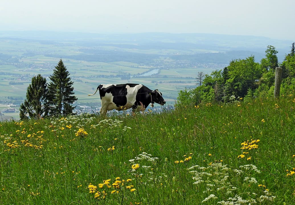 undefined Glückliche Kuh auf saftiger Bettlachberg-Weide