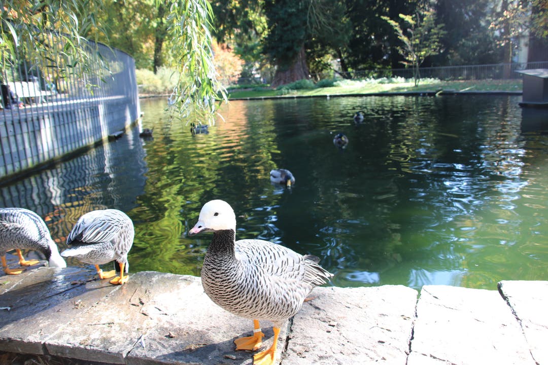 Gönnen sich eine Abkühlung: Die Enten des Teichs im Casinopark.