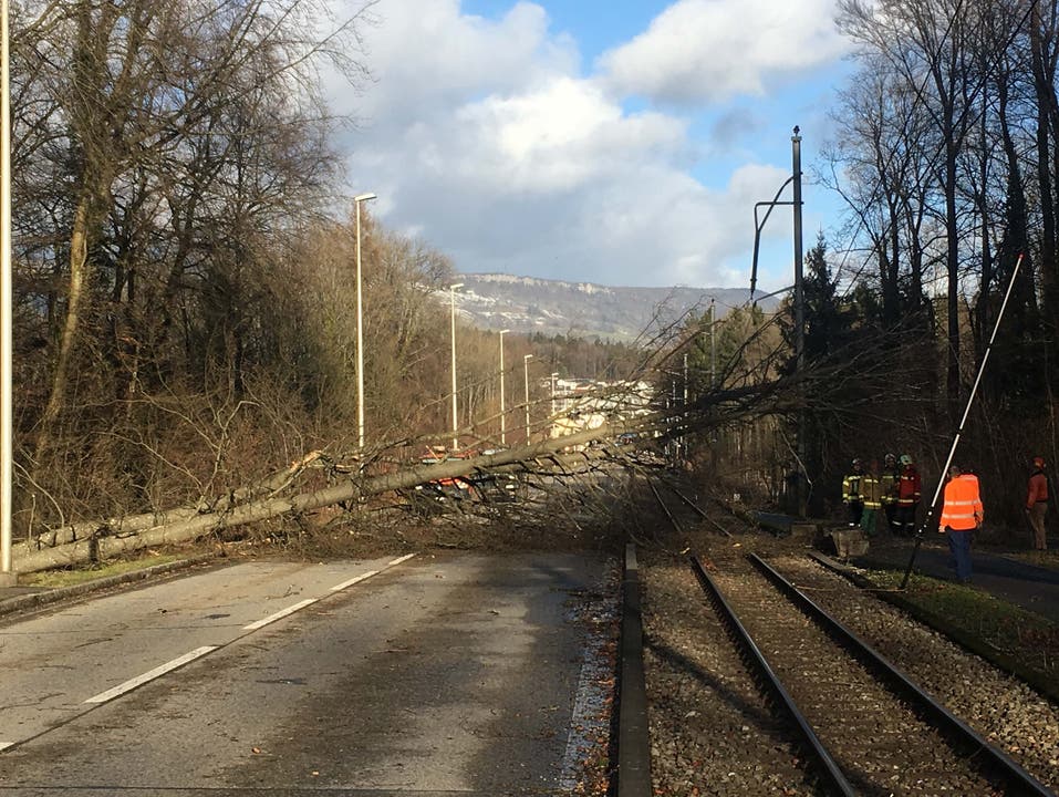 Ein anderer Baum fiel auf Leitung der Bahnlinie bei Riedholz und blockierte die Strecke des Aare-Seeland-Mobils.