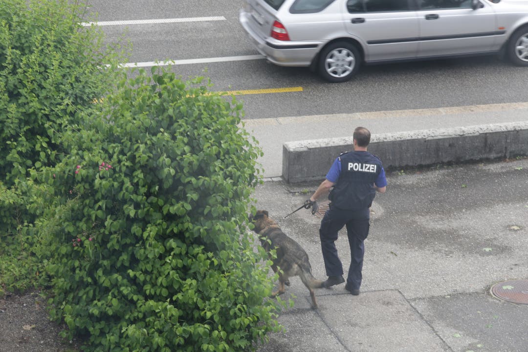 Der Polizeihund wird zum Haus gebracht