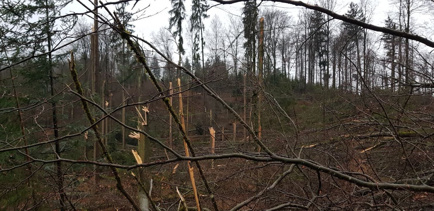Sturmschäden im Forstgebiet Kölliken-Safenwil nach den Stürmen Burglind und Evi