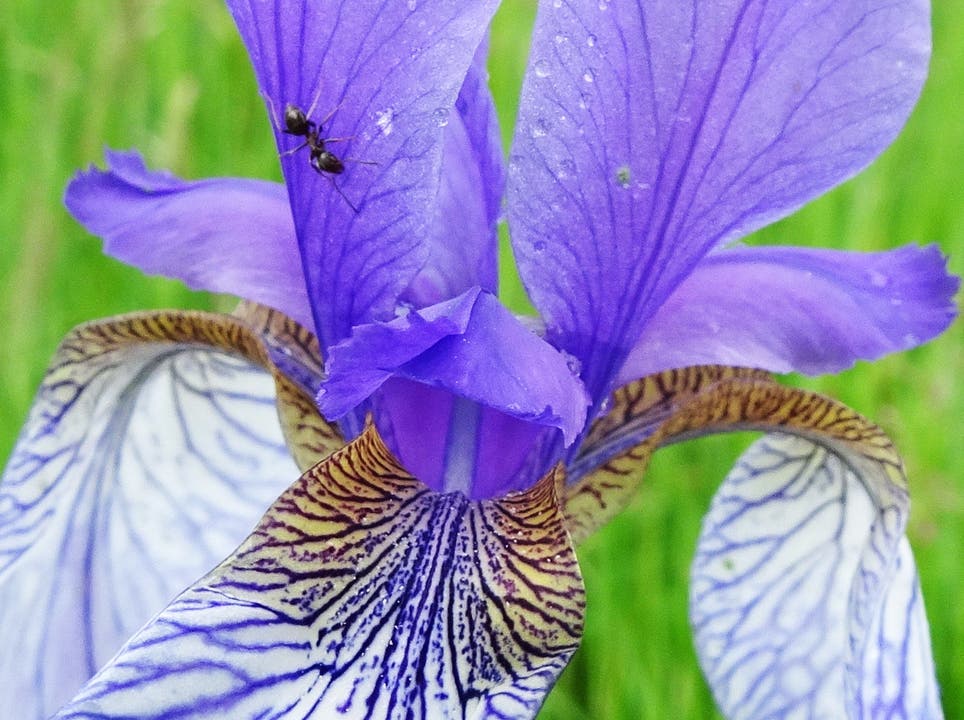 undefined Ein Wunderwerk der Natur, die Blüte der Iris am Brüelmattweiher bei Entfelden.