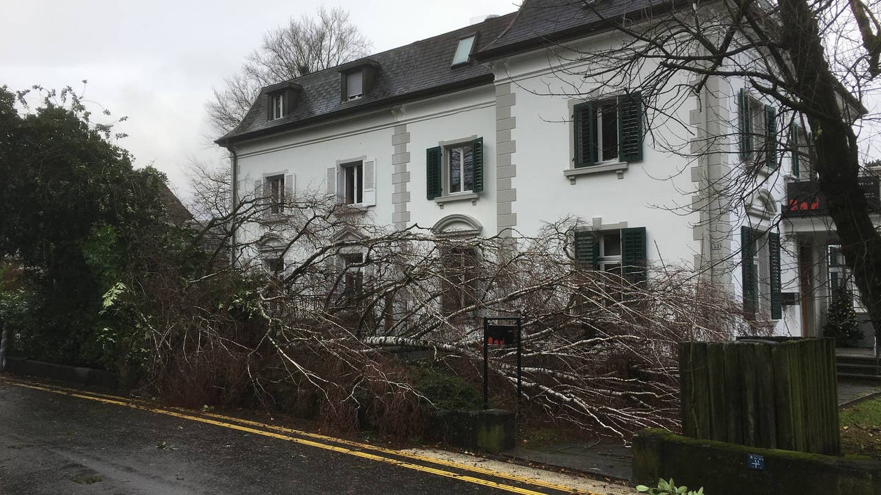 Glück im Unglück an der Bachstrasse in Aarau: Die Birke stürzte nicht auf die Strasse.
