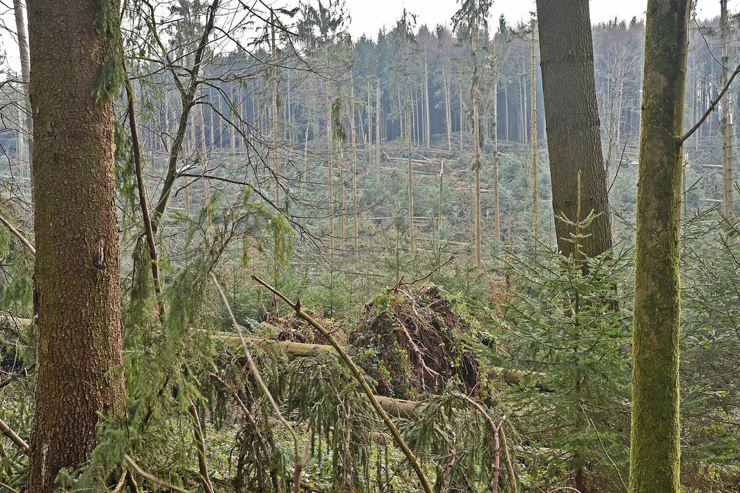 Waldschäden Kestenholz