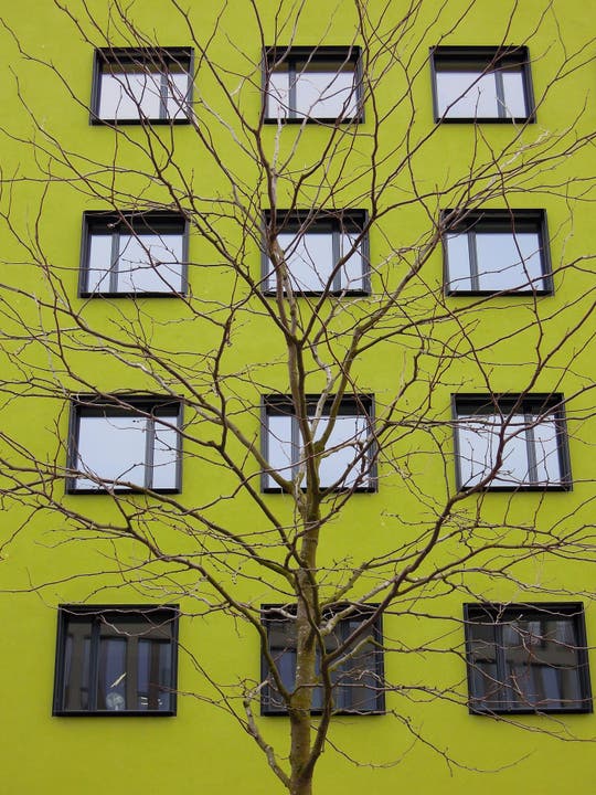 undefined Die Fassade vermittelt mehr Frühling als der Baum ...