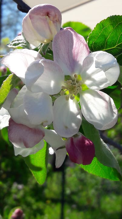undefined Auch dieser Apfelbaum geniesst die Frühlingssonne