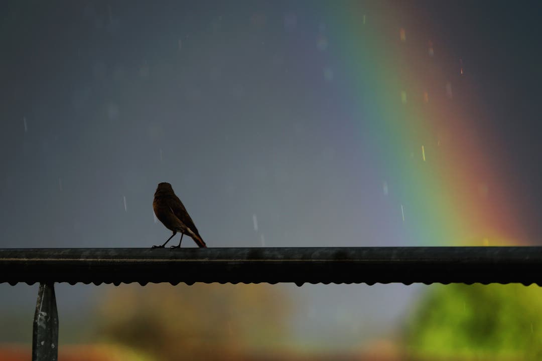 undefined "Rainbow watching" - unser gefiederter Freund bestaunt den Regenbogen