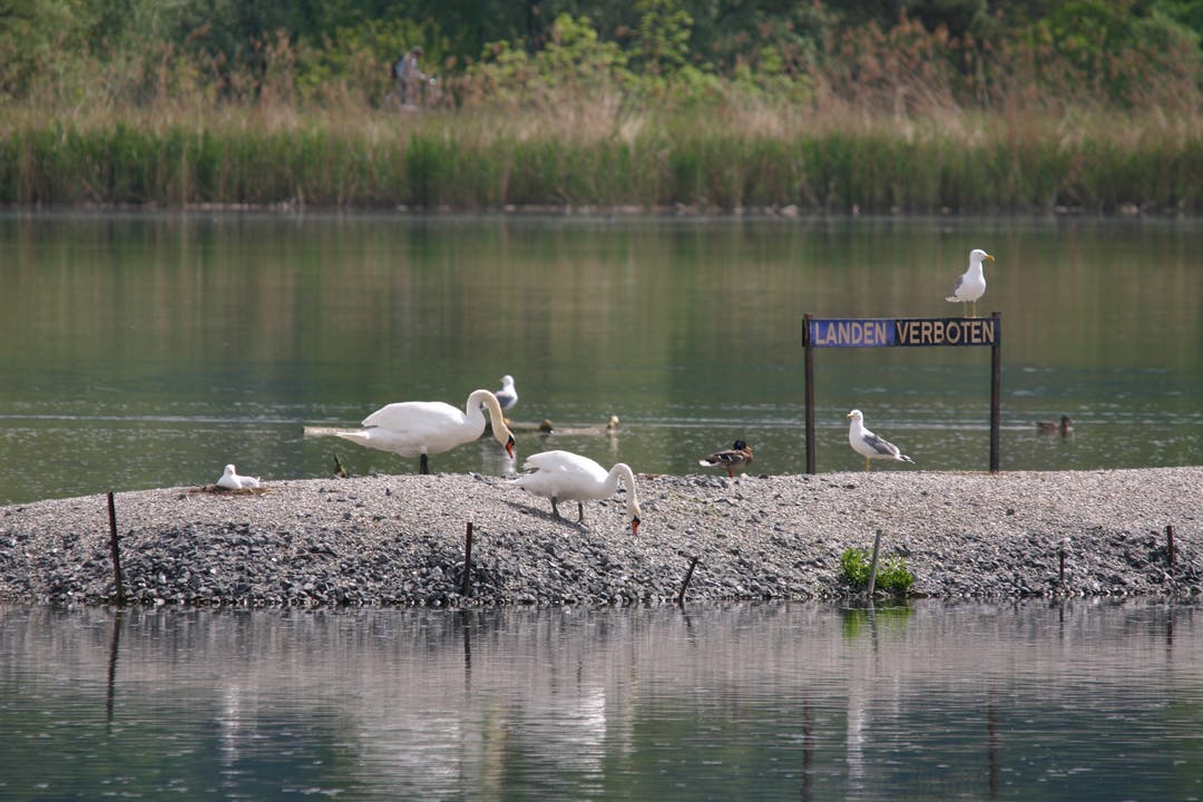 Schwäne und Enten auf einer Insel im Klingnauer Stausee.