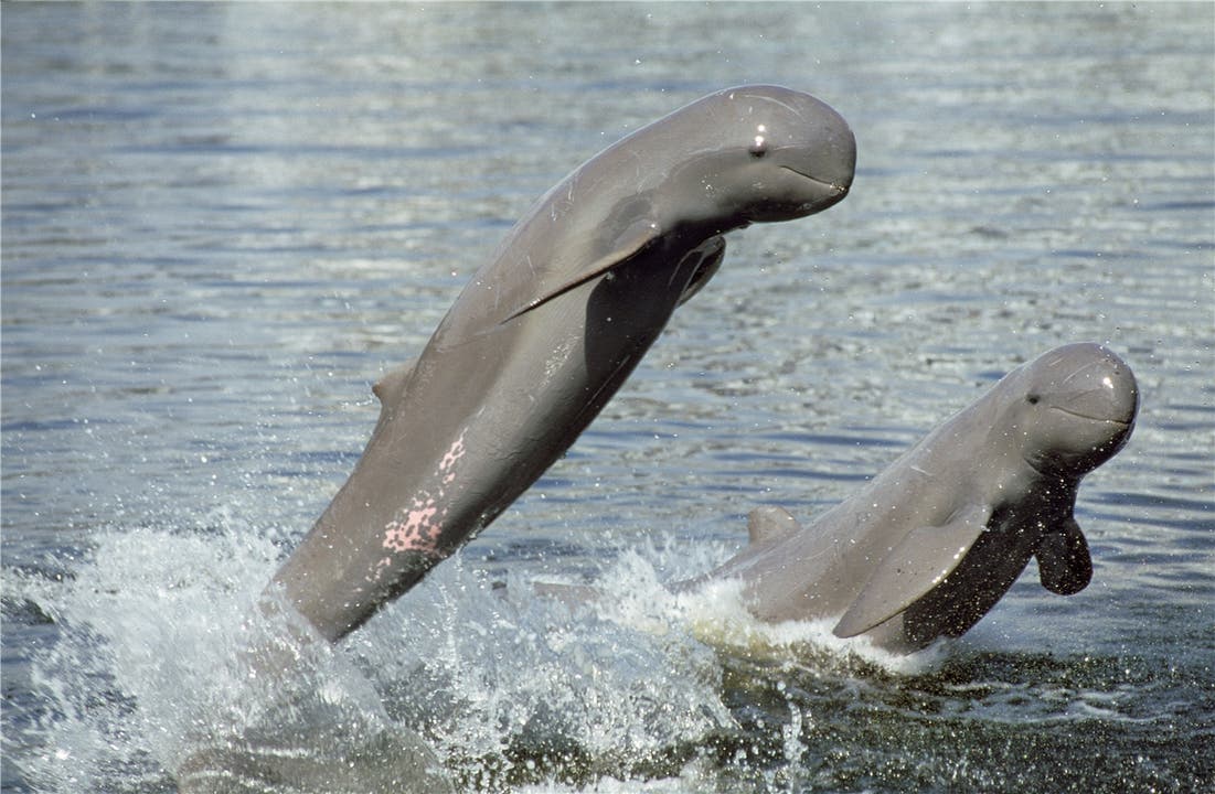 Zwei der nur noch 69 Irawadi-Delfine.