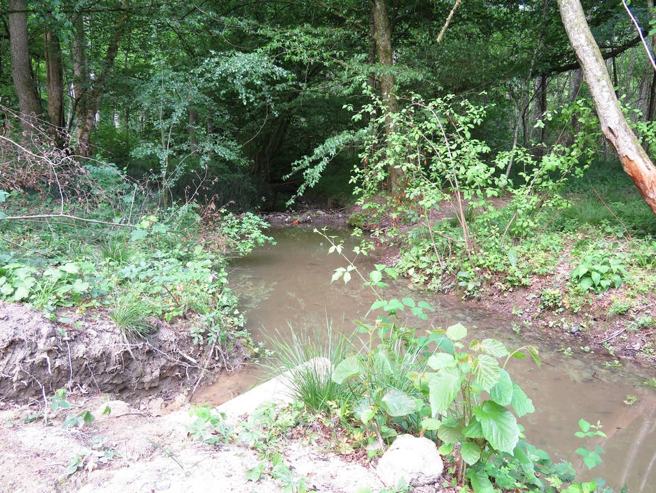 Der Biber hat bereits einen neuen Damm genau unterhalb des Auslaufes der Drainage gebaut