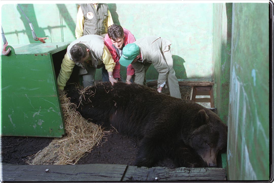  Am 03.04.2000 wird der Braunbär Max auf den Transport von Biberstein nach Worbis (Norddeutschland) vorbereitet. Dies war nötig geworden, weil die zwei Bären in ihrem Graben in Käpt'n Jo's Aarfähre nicht genug Platz hatten. Initiiert wurde die Umsiedelung durch die Genossenschaft "Animal Trust".