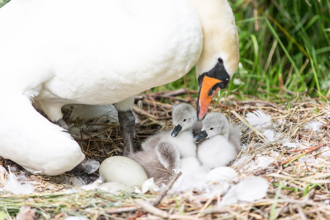 Am Tag nach der Geburt erkundeten die jungen Schwäne schon ihr Nest, mindestens ein Ei war noch unausgebrütet.