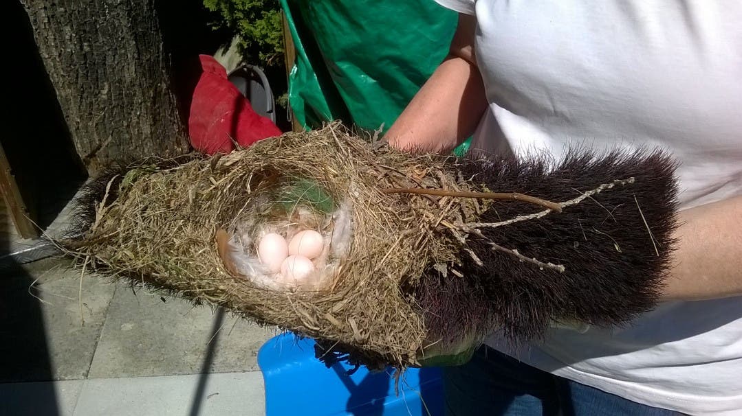 undefined In unserem Garten in Urdorf hat ein Vogel sein Nest in einem unserer Besen gebaut.