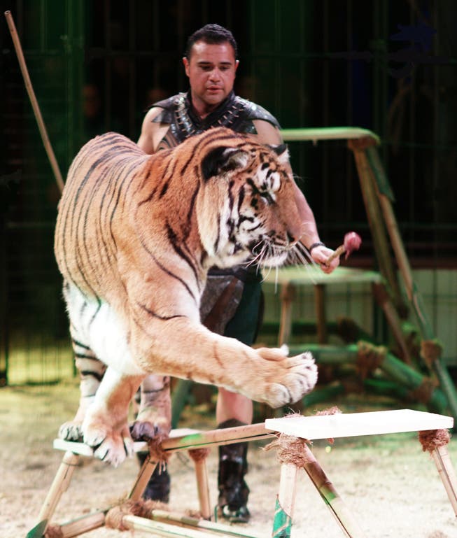 Das Programm des Circus Royal bietet eine Tiger-Nummer an. zvg