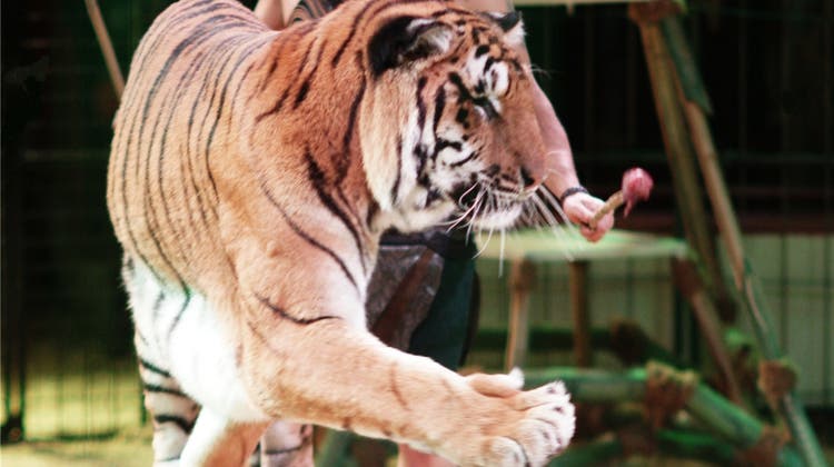 Tiger stehen beim Circus Royal im Mittelpunkt