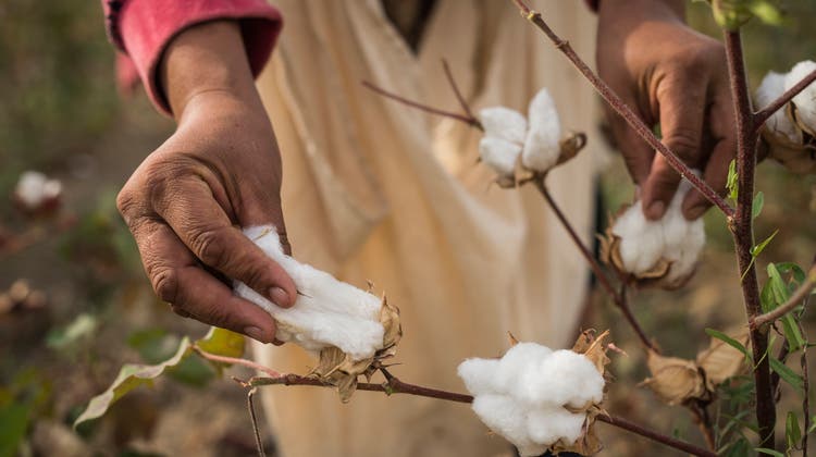Wie es sich anfühlt, in Kirgistan Baumwolle zu pflücken
