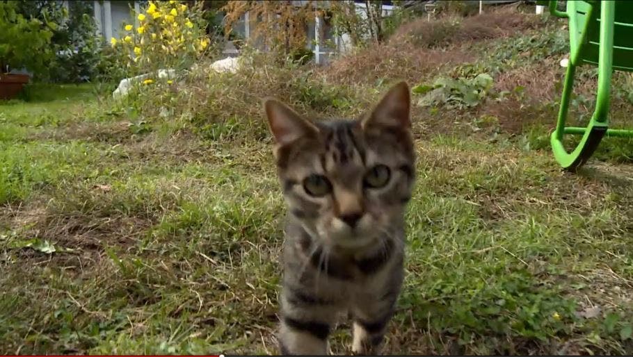 Johannes Jenny und die Katzen Selber hat er aber auch ein Büsi: Das Tigerli Milli. Milli ist aber nur in seinem Garten unterwegs.