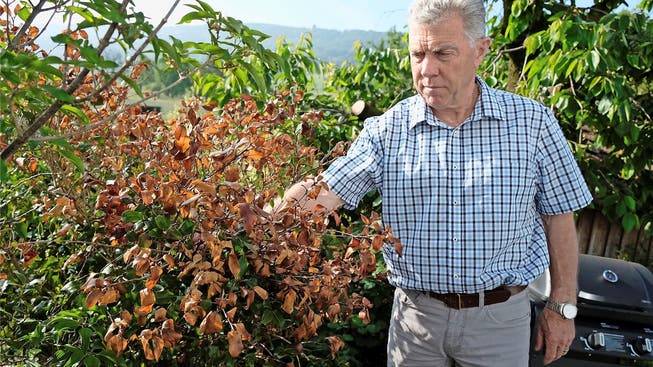 Das Gift hat die meisten Blätter dieses Zierstrauchs zum Absterben gebracht. Hans-Ulrich Brechbühl befürchtet, dass die Pflanze und zahlreiche andere in seinem Garten eingehen werden.
